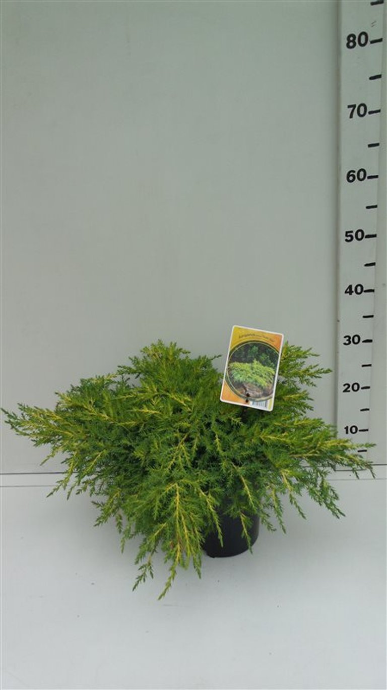 Juniperus pf. 'Gold Star' - C3 30-40 CM